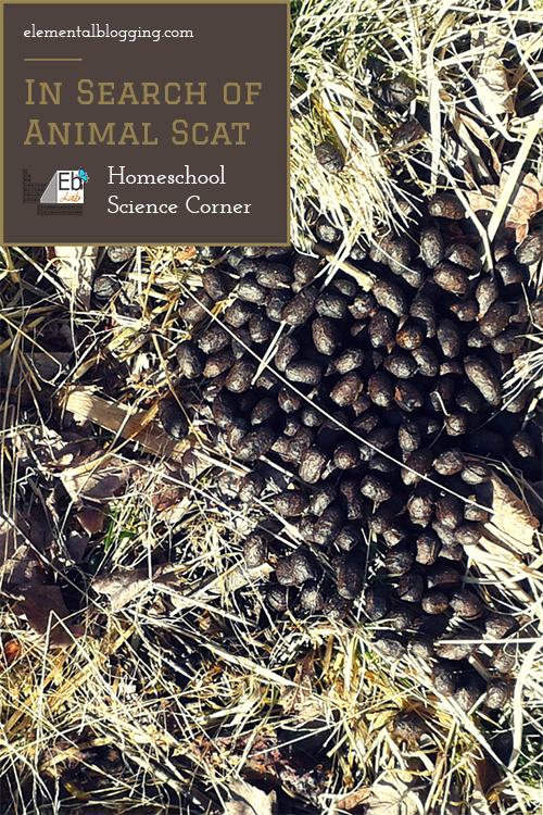 In search of animal scat | Homeschool Science Corner