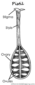 Flower Dissection @ Elemental Blogging: The Female Parts