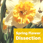 Science Corner: Spring Flower Dissection