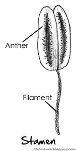 Flower Dissection @ Elemental Blogging: The Male Parts