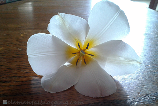 Step by Step Flower Dissection from Elemental Blogging