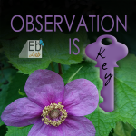 Observation Is Key