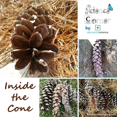 Homeschool Science Corner ~ Inside the Cone from Elemental Science