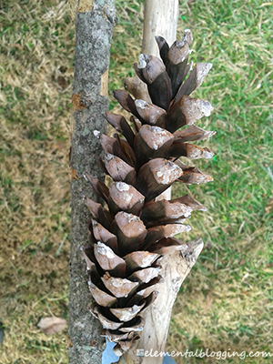 Homeschool Science Corner ~ Pine Cone Activities from @elementalscienc