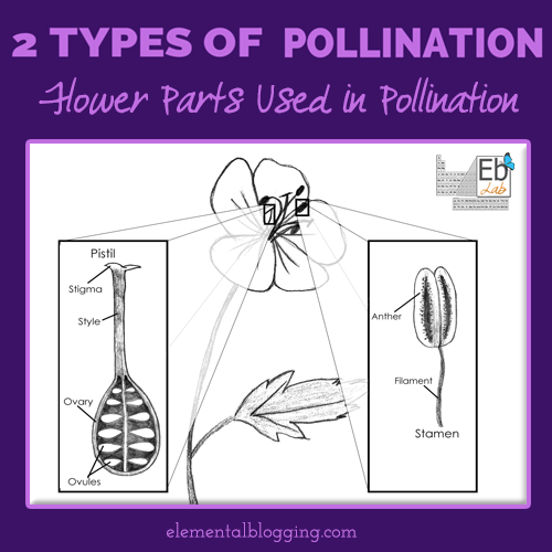 The Two Types of Pollination | Homeschool Science Corner {Explanation, Activity, Book Suggestions, and Free Printable Included}