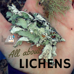 All About Lichens at the Homeschool Science Corner