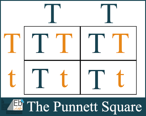 The Punnett Square {FREE Printable Included from Elemental Blogging}