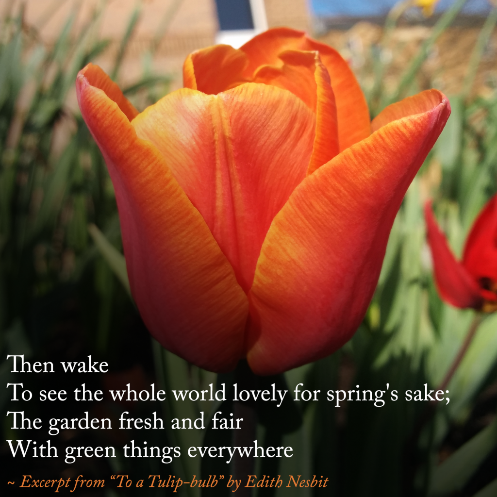 "To a Tulip-bulb" by Edith Nesbit | Learn more about tulips with InstaScience from Elemental Blogging