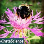 Bees & Pollen {InstaScience}