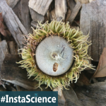 Acorns {InstaScience}