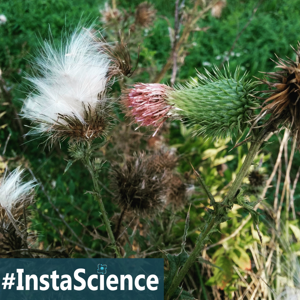 The Bull Thistle, a sentinel of vacant fields in the weed family. Come see facts, videos, and activities!