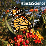 Monarchs {InstaScience}