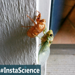 Cicada Emergence {InstaScience}