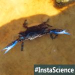 Blue Crab {InstaScience}