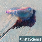 Jellyfish {InstaScience}