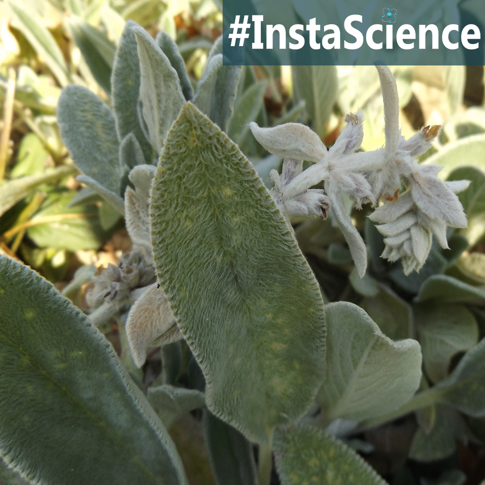 Lamb’s Ears, also known as ‘lamb’s tongue’ and ‘woolly woundwort,’ is a fuzzy, ornamental plant. Come learn about this soft, velvety plant in an instant!