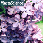 Lilacs {InstaScience}