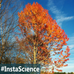 Maple Tree {InstaScience}