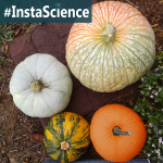 Pumpkins {InstaScience}