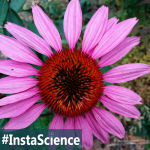 Purple Coneflower {InstaScience}