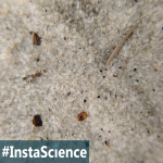 Sand {InstaScience}