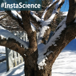 Snow {InstaScience}