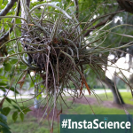 Spanish Moss {InstaScience}