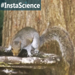 Squirrels {InstaScience}