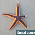 Starfish {InstaScience}