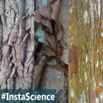 Tree Bark {InstaScience}