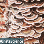 Turkey Tail {InstaScience}