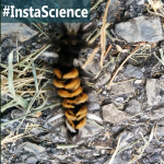 Milkweed Tussock Caterpillar {InstaScience}