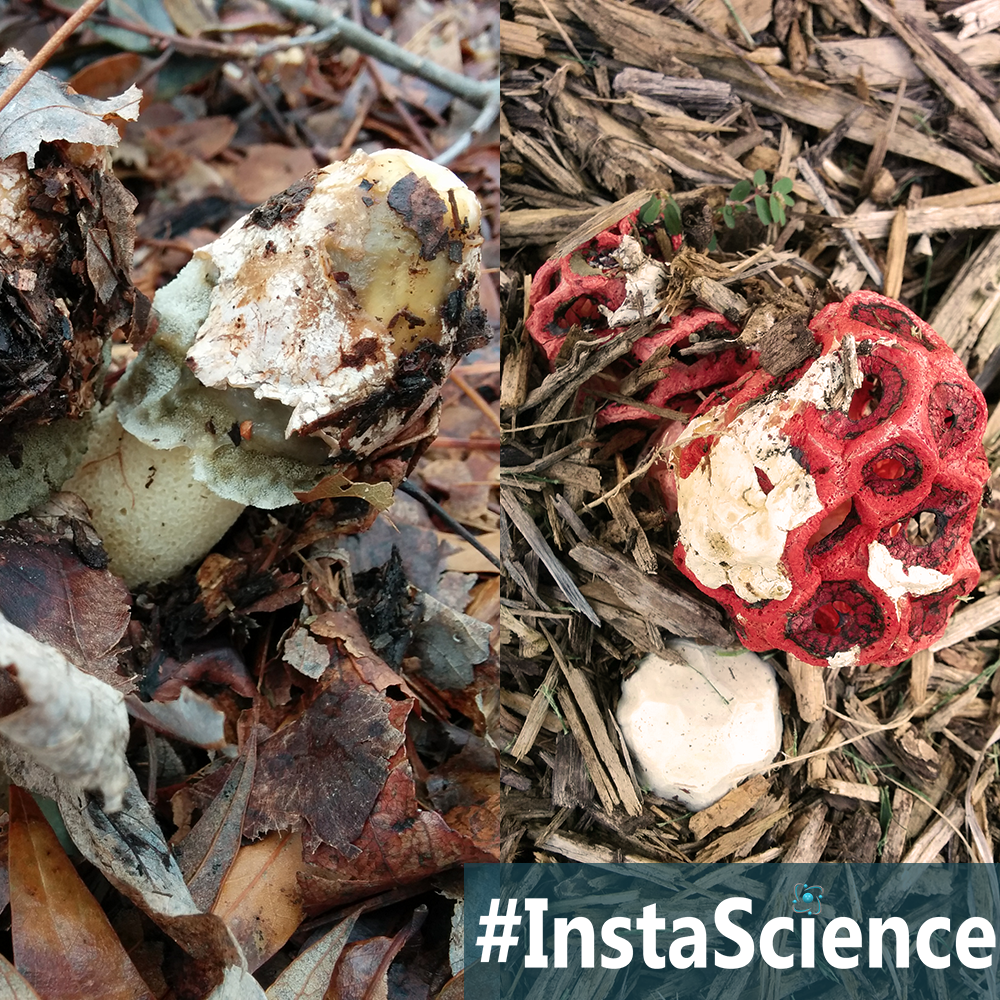 Learn about Stinkhorn Mushrooms in an instant with this information, activity, and free printable!